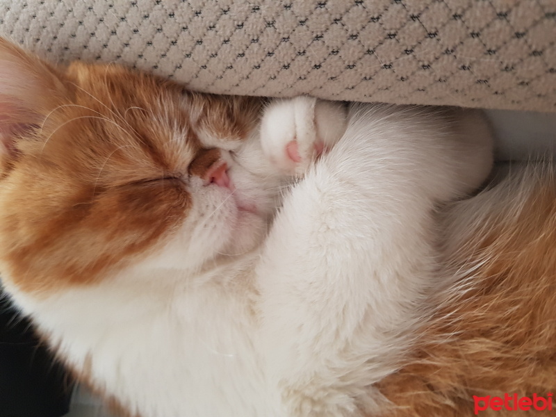 Exotic Shorthair, Kedi  Pamuk fotoğrafı