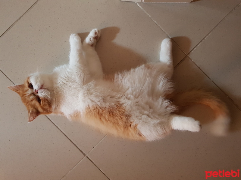 Exotic Shorthair, Kedi  Pamuk fotoğrafı