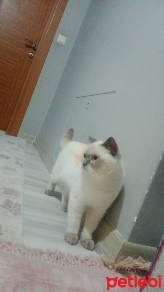 Siyam Kedisi, Kedi  Bulut fotoğrafı