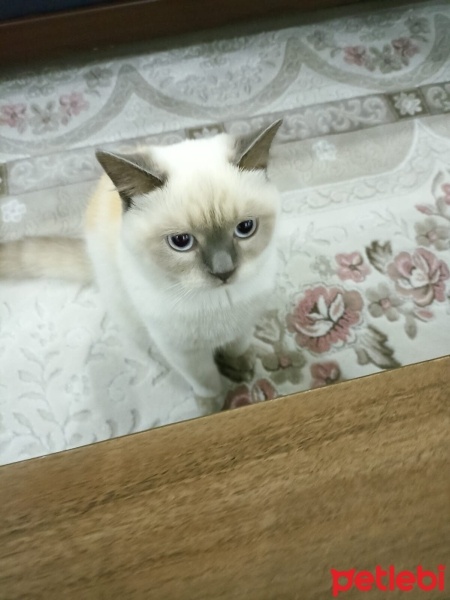 Siyam Kedisi, Kedi  Bulut fotoğrafı