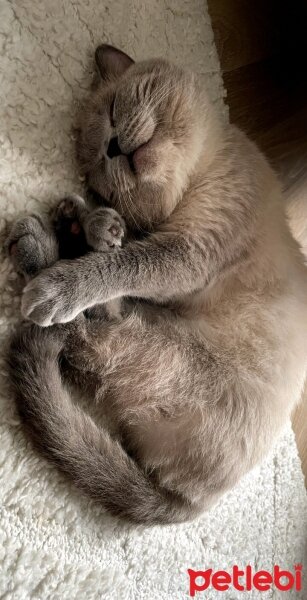 British Shorthair, Kedi  Asil fotoğrafı