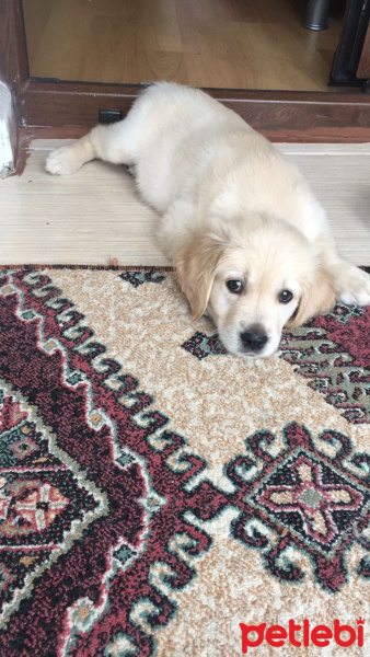 Golden Retriever, Köpek  OSCAR fotoğrafı