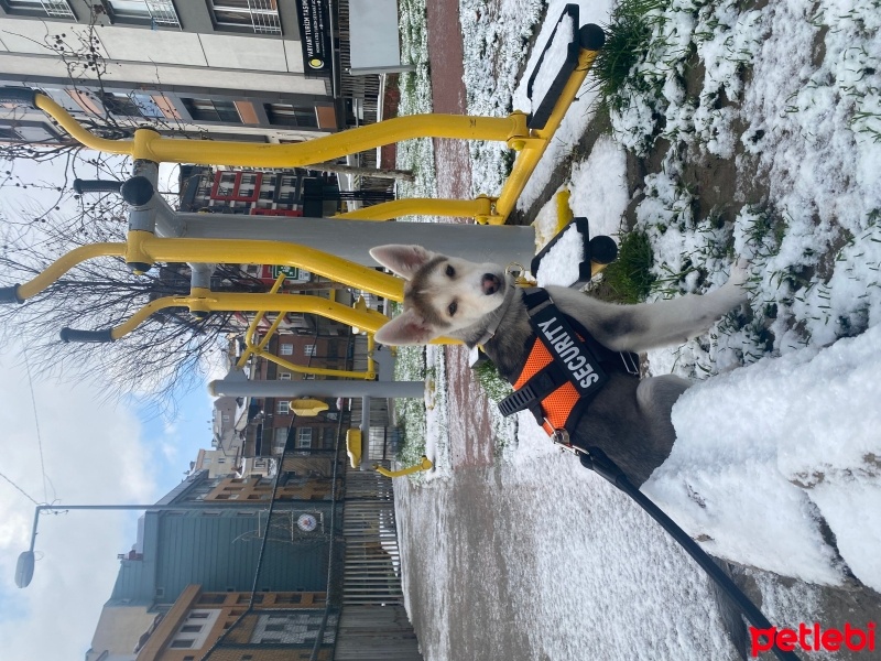 Sibirya Kurdu (Husky), Köpek  Odin fotoğrafı