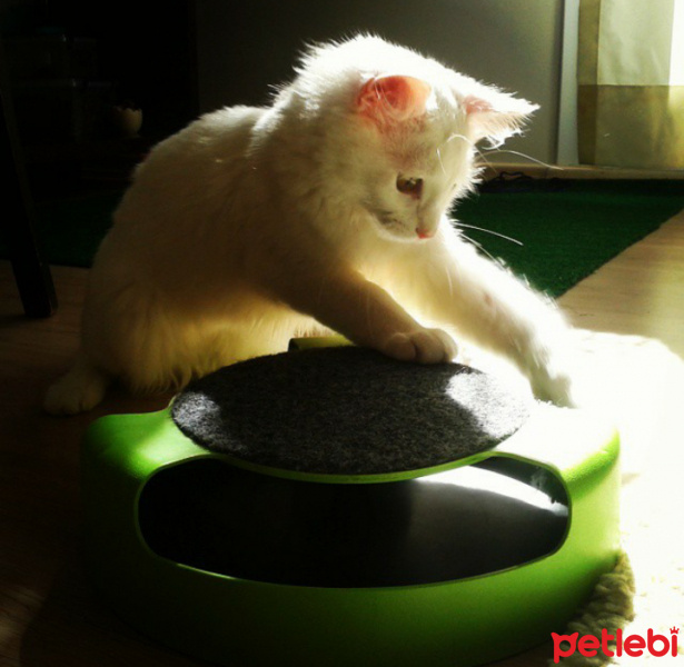 Van Kedisi, Kedi  Mischa fotoğrafı