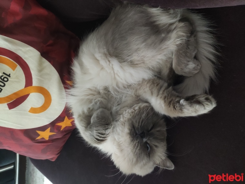British Longhair, Kedi  Dumana yuva arıyoruz 1.5 yaşında fotoğrafı