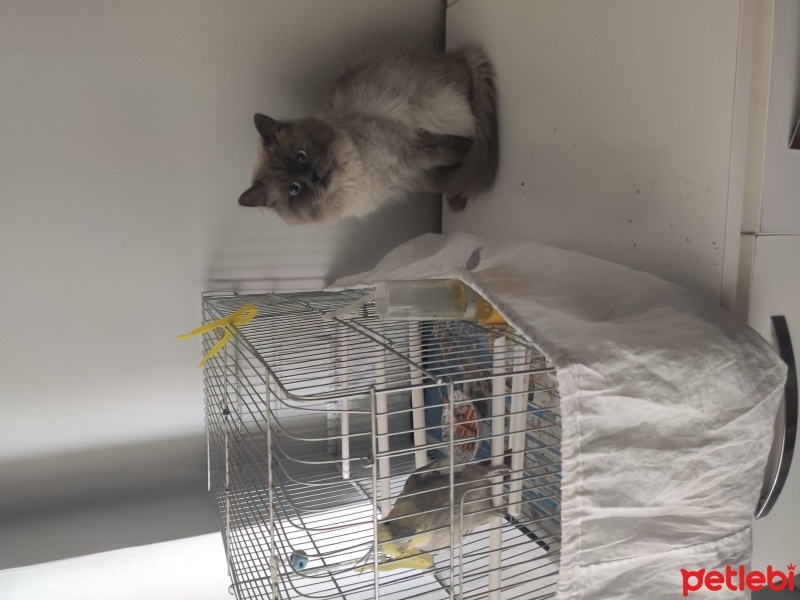 British Longhair, Kedi  Dumana yuva arıyoruz 1.5 yaşında fotoğrafı