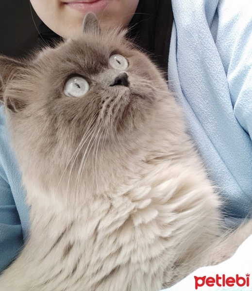 British Longhair, Kedi  Dumana yuva arıyoruz 1.5 yaşında fotoğrafı