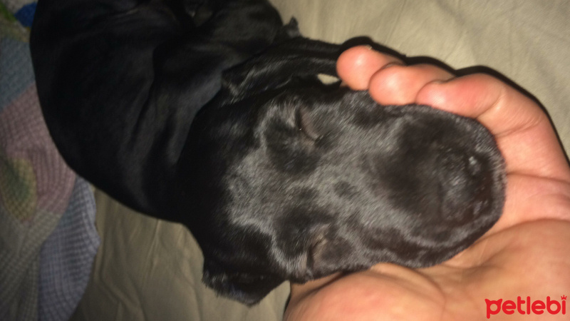 Amerikan Cocker Spaniel, Köpek  Body fotoğrafı