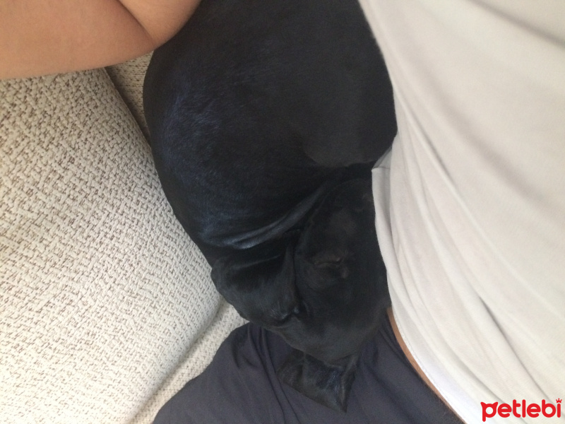 Amerikan Cocker Spaniel, Köpek  Body fotoğrafı