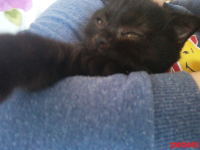 Scottish Fold, Kedi  Sufle fotoğrafı