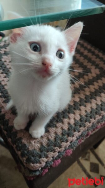 Ankara Kedisi, Kedi  Kedy fotoğrafı