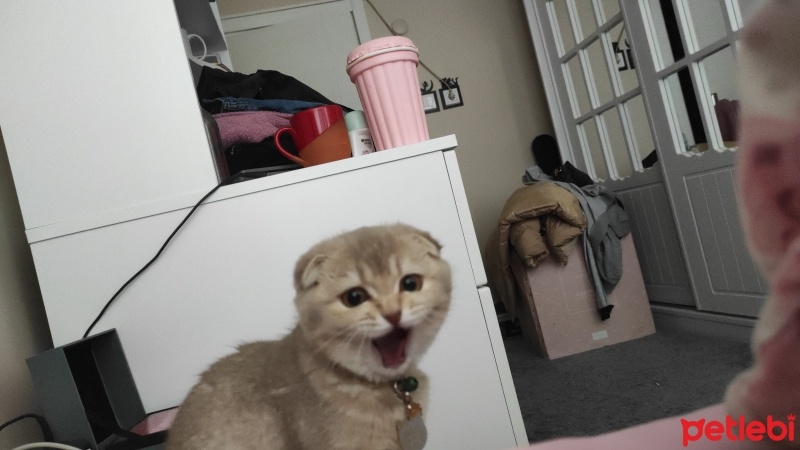 Scottish Fold, Kedi  Luna fotoğrafı
