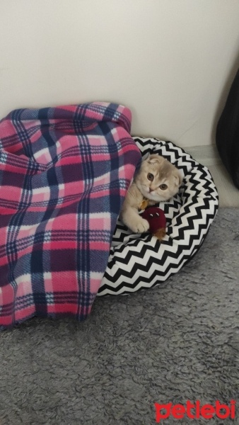 Scottish Fold, Kedi  Luna fotoğrafı