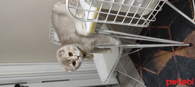 Scottish Fold, Kedi  Luna fotoğrafı