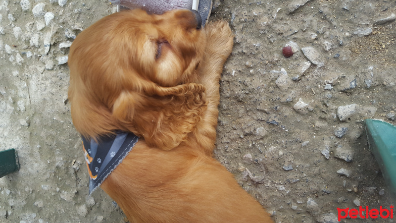 Amerikan Cocker Spaniel, Köpek  Tarçın fotoğrafı
