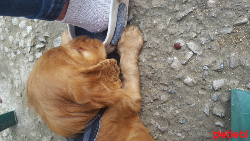Amerikan Cocker Spaniel, Köpek  Tarçın fotoğrafı