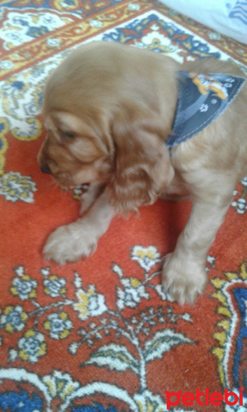 Amerikan Cocker Spaniel, Köpek  Tarçın fotoğrafı