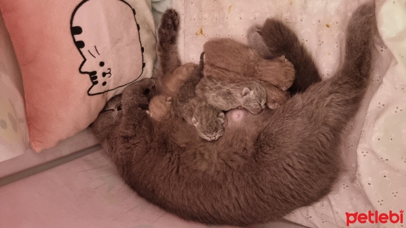 British Shorthair, Kedi  Lola fotoğrafı