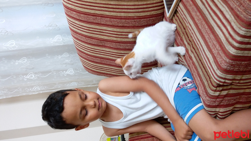 Tekir Kedi, Kedi  minnak fotoğrafı