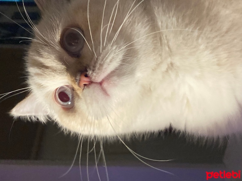 British Shorthair, Kedi  pamuk fotoğrafı