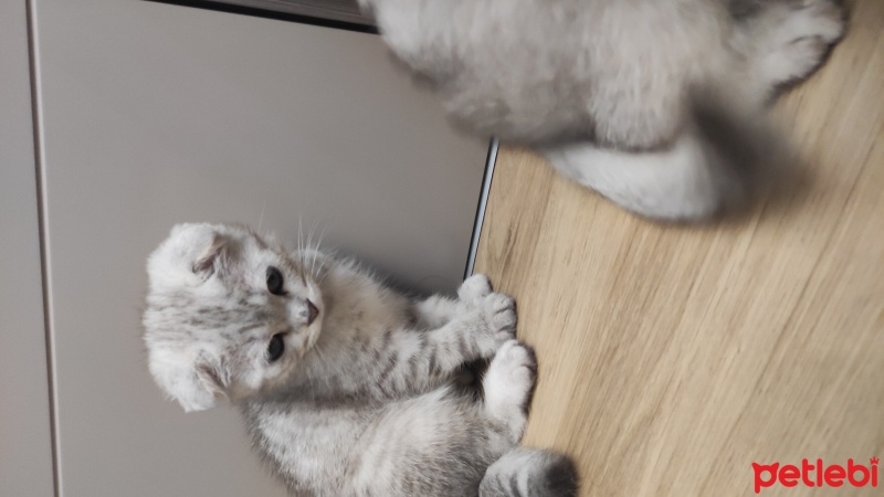 Scottish Fold, Kedi  Scottish fold blue point silver fotoğrafı