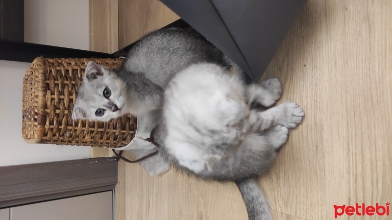 Scottish Fold, Kedi  Scottish fold blue point silver fotoğrafı