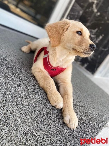 Golden Retriever, Köpek  ARES fotoğrafı