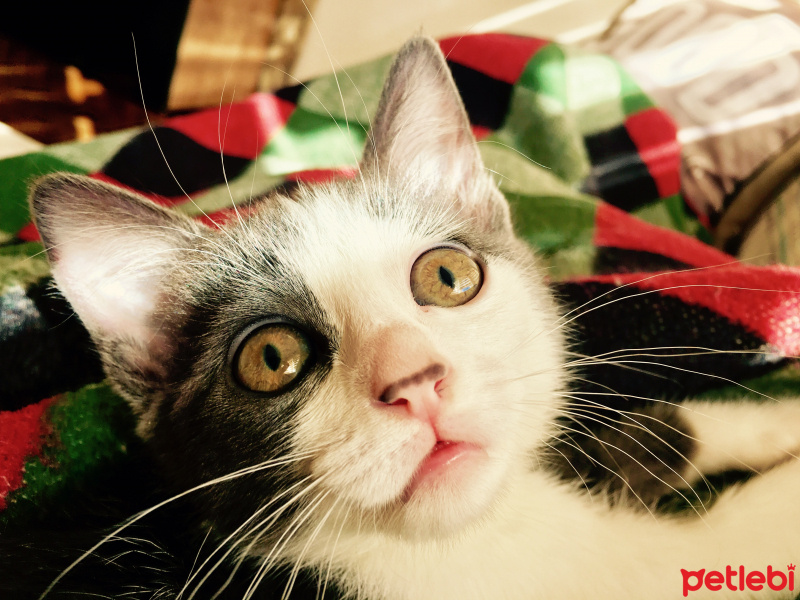 Tekir Kedi, Kedi  Fiona fotoğrafı