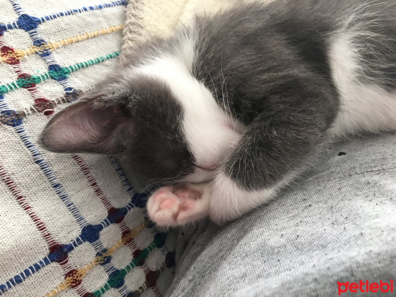 Tekir Kedi, Kedi  Fiona fotoğrafı