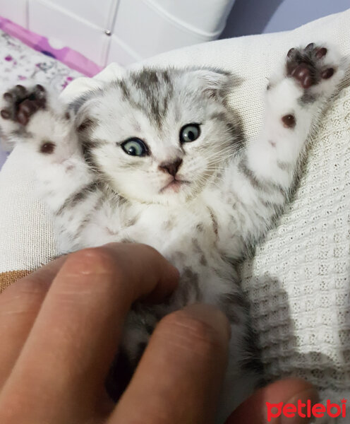 Scottish Fold, Kedi  SUŞİ fotoğrafı