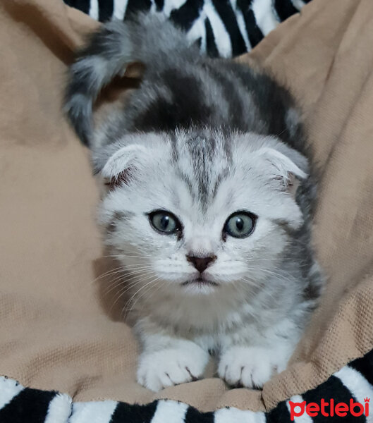 Scottish Fold, Kedi  SUŞİ fotoğrafı