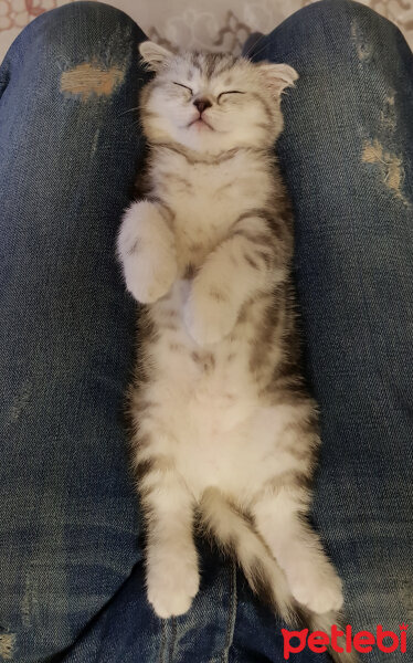 Scottish Fold, Kedi  SUŞİ fotoğrafı