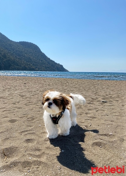 Shih Tzu, Köpek  Kaju fotoğrafı