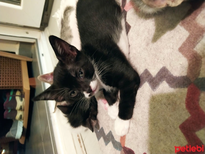 Tuxedo (Smokin) Kedi, Kedi  2 aylık yavru kediler fotoğrafı