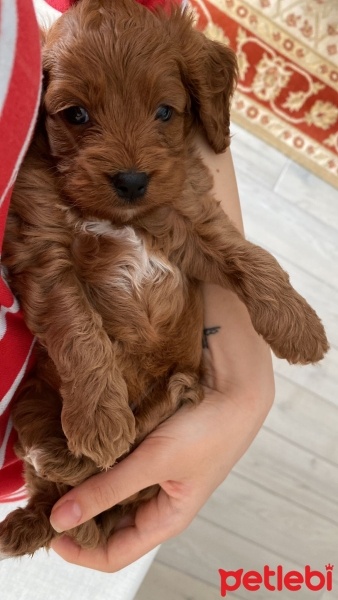 Poodle (Minyatür Kaniş), Köpek  Ceku fotoğrafı