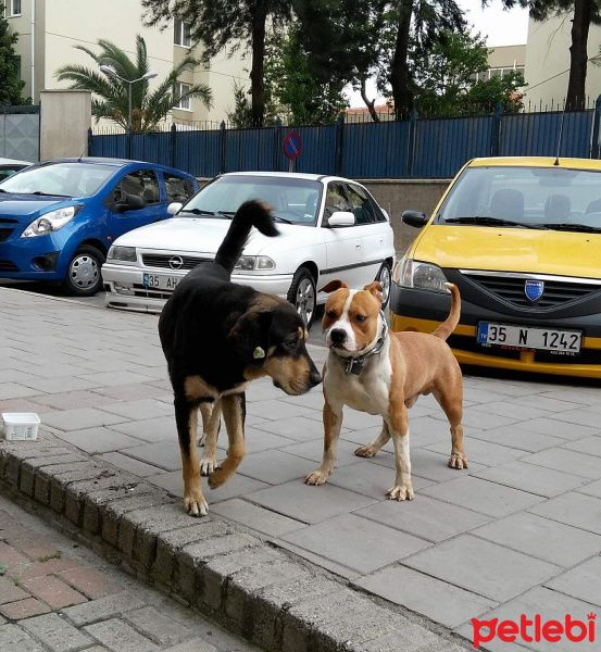 Amerikan Staffordshire Terrier, Köpek  Achile nelson fotoğrafı