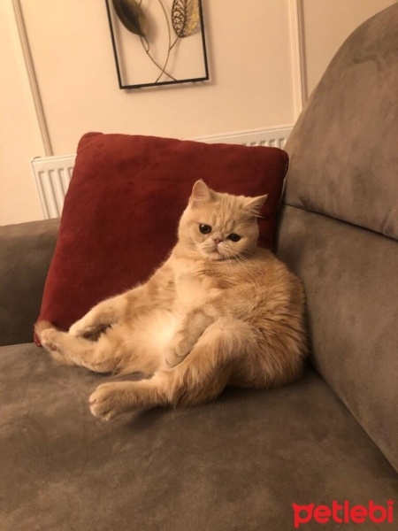 Exotic Shorthair, Kedi  Balım fotoğrafı