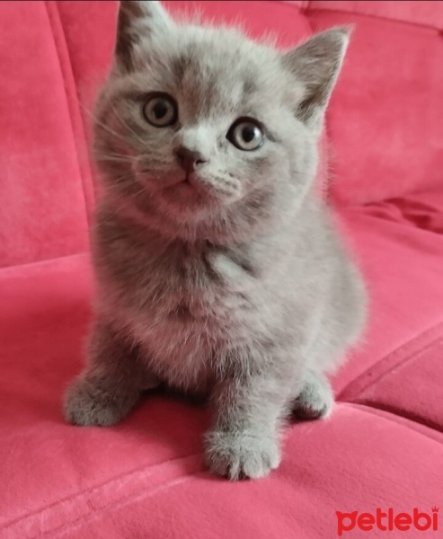 British Shorthair, Kedi  duman fotoğrafı