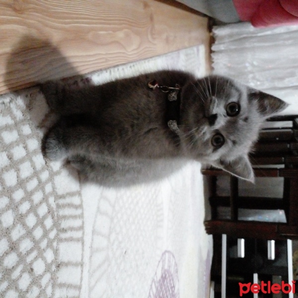 British Shorthair, Kedi  duman fotoğrafı
