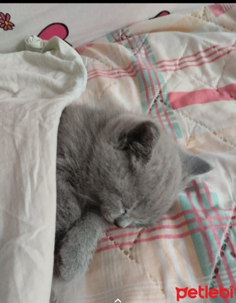 British Shorthair, Kedi  duman fotoğrafı