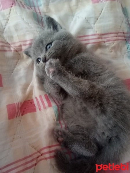 British Shorthair, Kedi  duman fotoğrafı