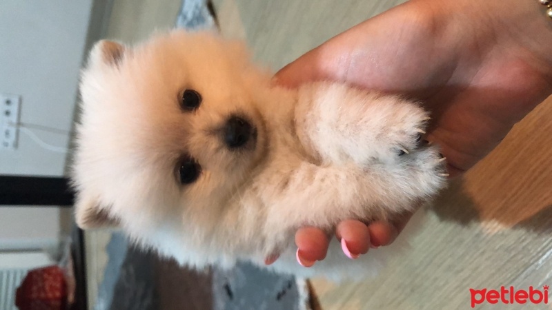 Pomeranyalı, Köpek  Daisy fotoğrafı