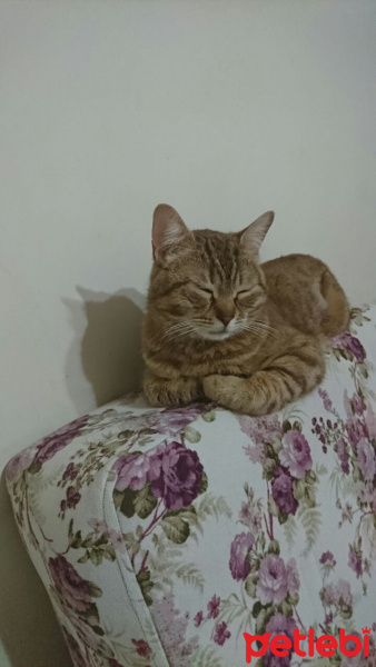 Tekir Kedi, Kedi  Ceviz fotoğrafı