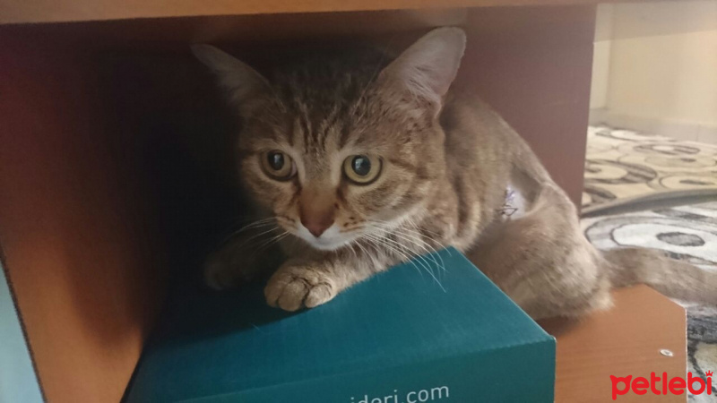 Tekir Kedi, Kedi  Ceviz fotoğrafı