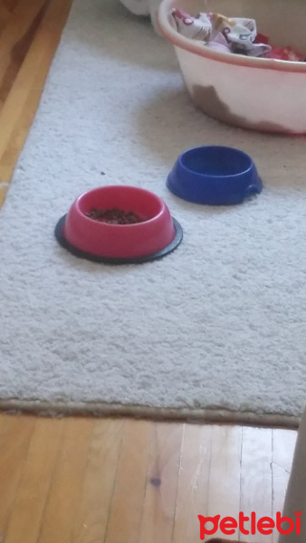 Tekir Kedi, Kedi  Ceviz fotoğrafı