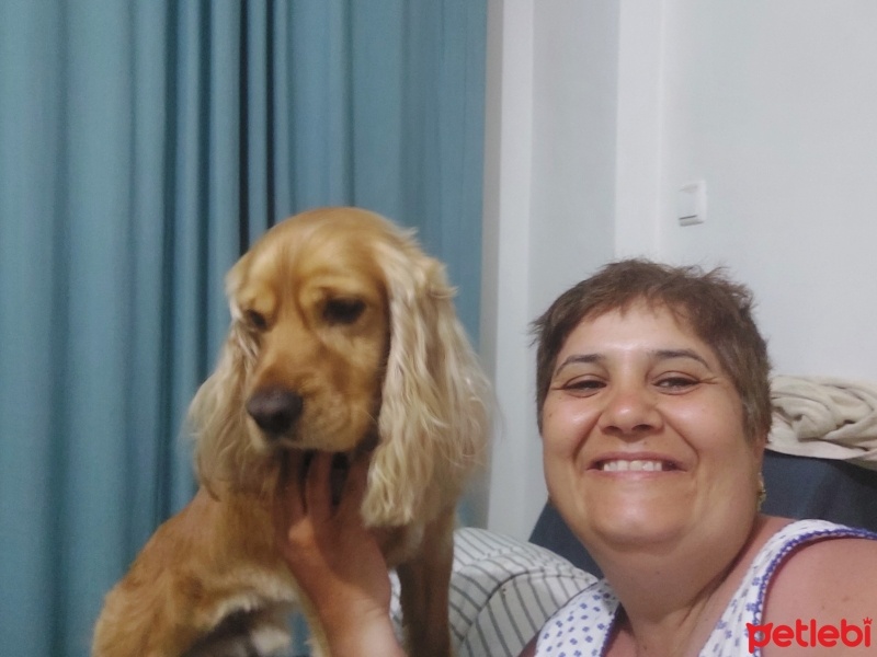 İngiliz Cocker Spaniel, Köpek  Wisky fotoğrafı
