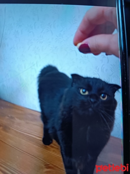 Bombay, Kedi  Zeytin fotoğrafı