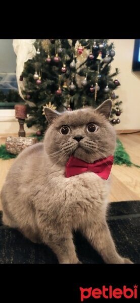 British Shorthair, Kedi  Behlül fotoğrafı