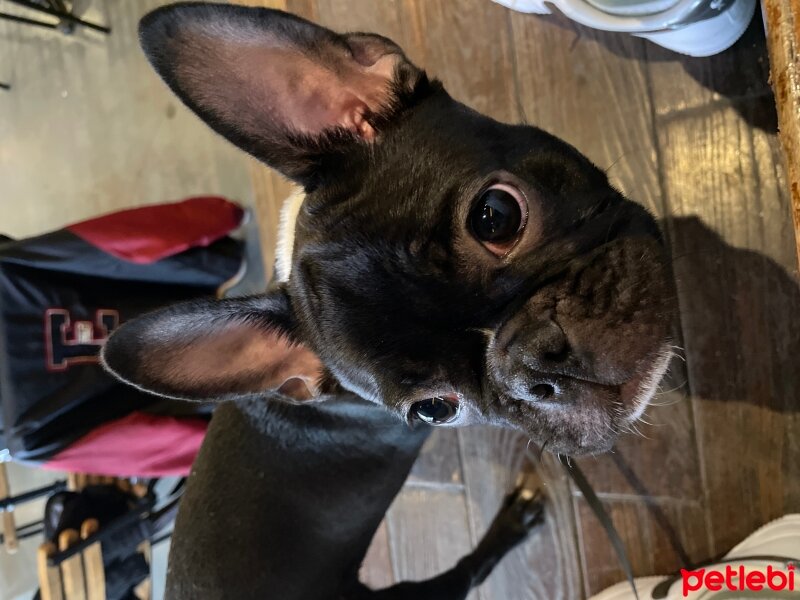 Fransız Bulldog, Köpek  Zara fotoğrafı