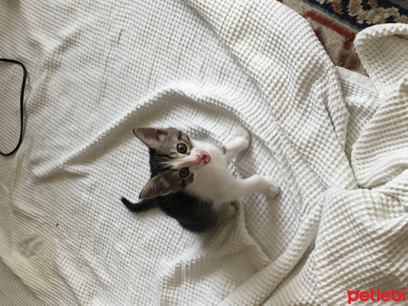 Tekir Kedi, Kedi  Köpük fotoğrafı